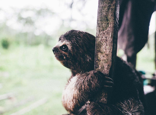 Our (Animal) Friends in the Amazon